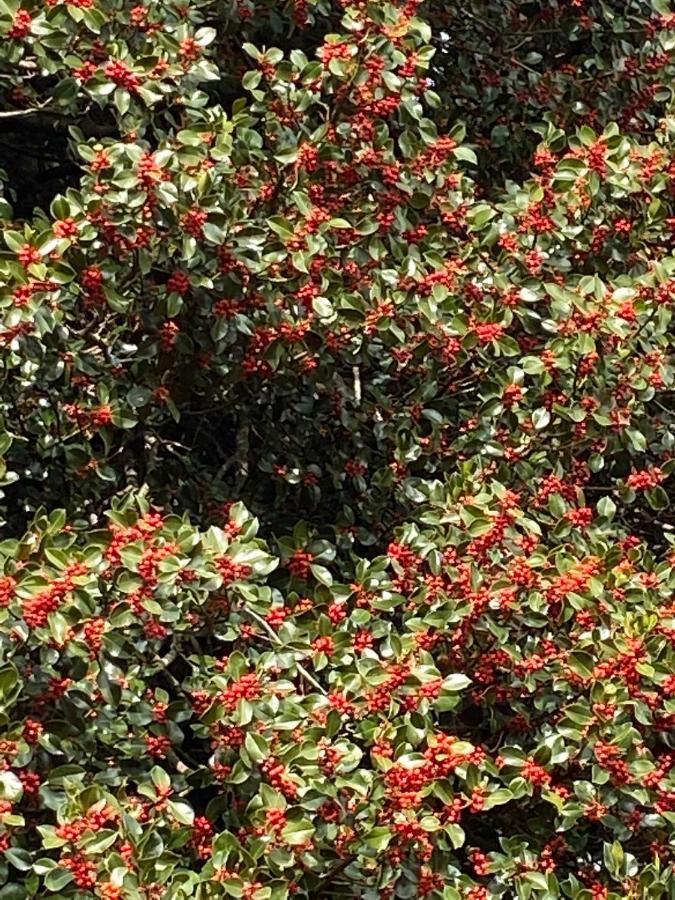 La Casetta Nel Bosco Per Turisti Castelbuono  Buitenkant foto